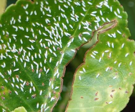 Image of Euonymus scale