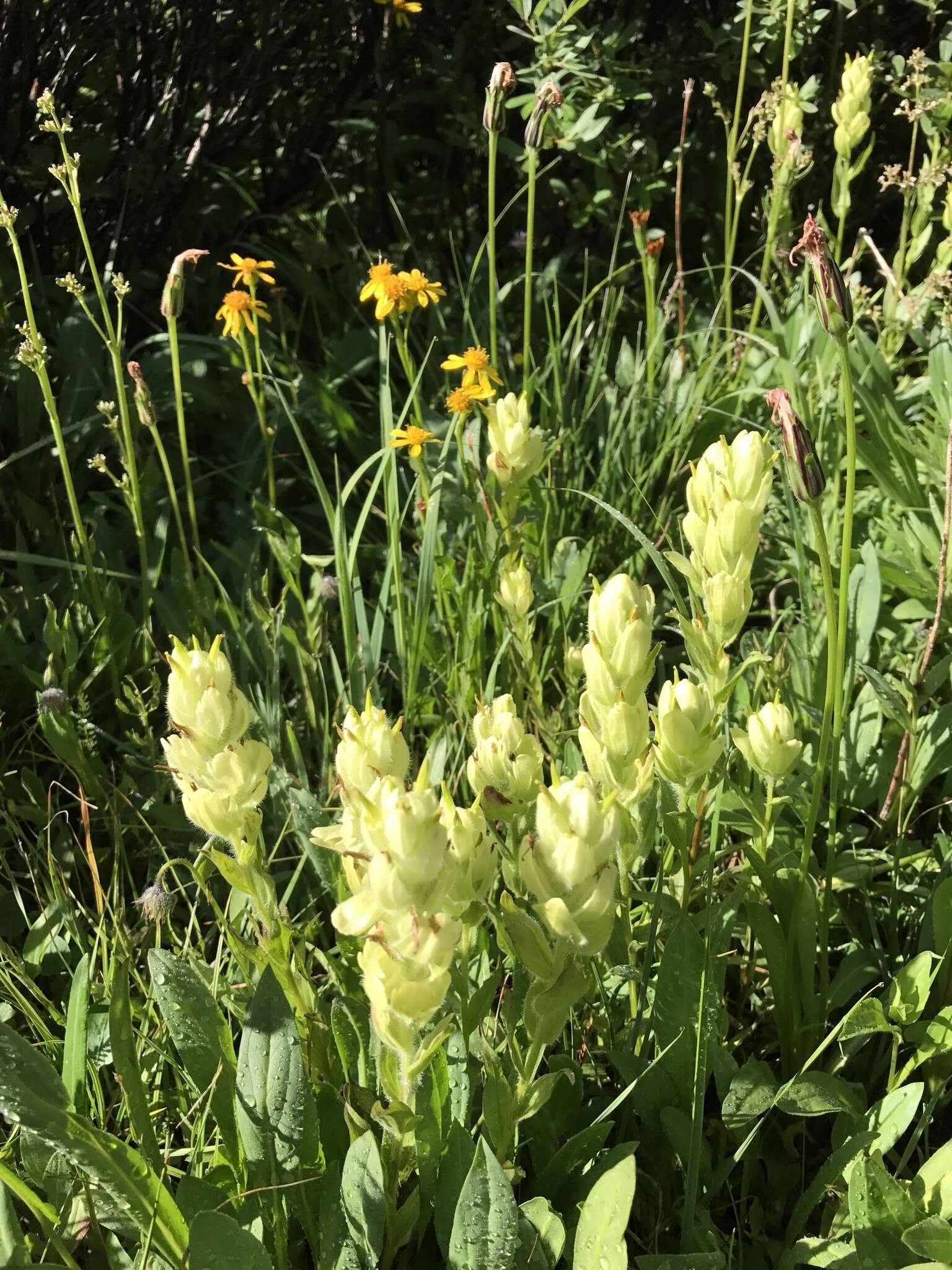 Image of Labrador Indian paintbrush