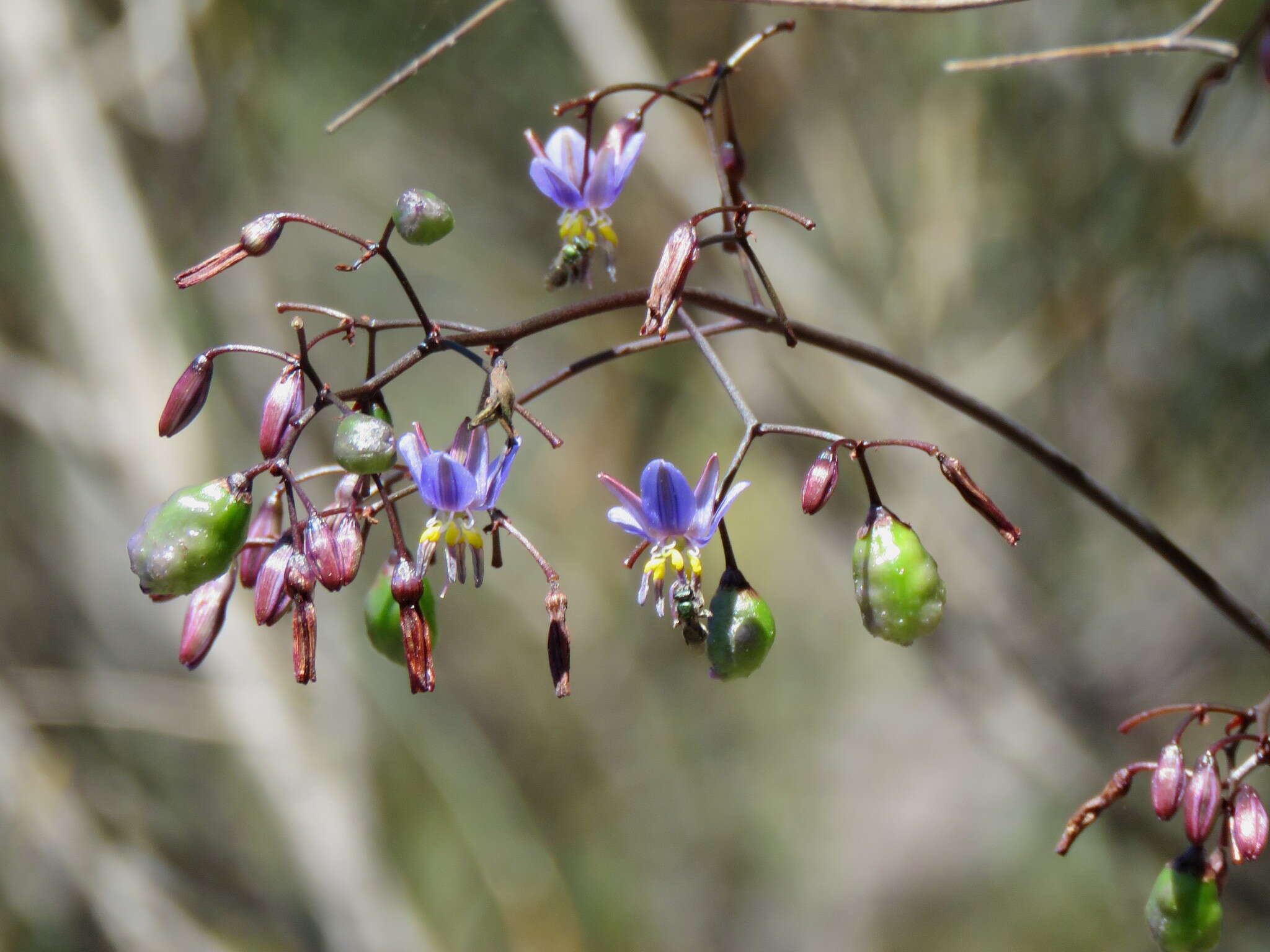 Слика од Dianella prunina R. J. F. Hend.