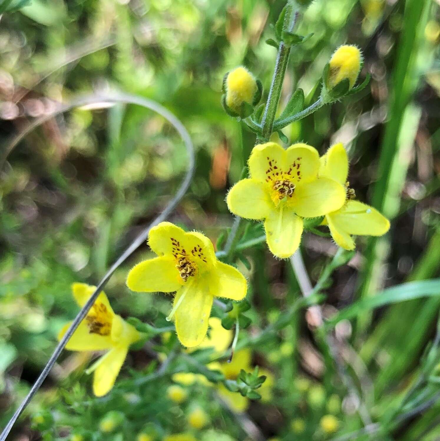 Image of piedmont blacksenna