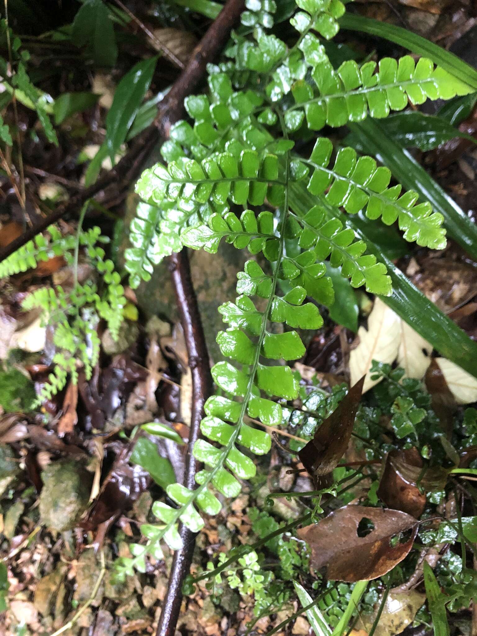 Image of Lindsaea bonii Christ