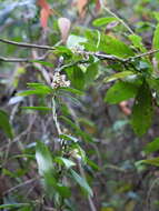 صورة Leichhardtia suaveolens (R. Br.) P. I. Forst.