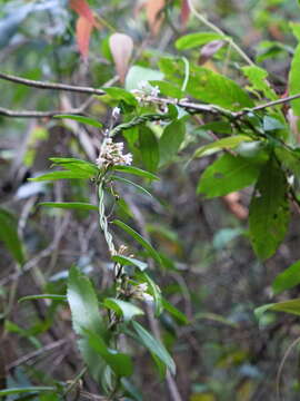 صورة Leichhardtia suaveolens (R. Br.) P. I. Forst.