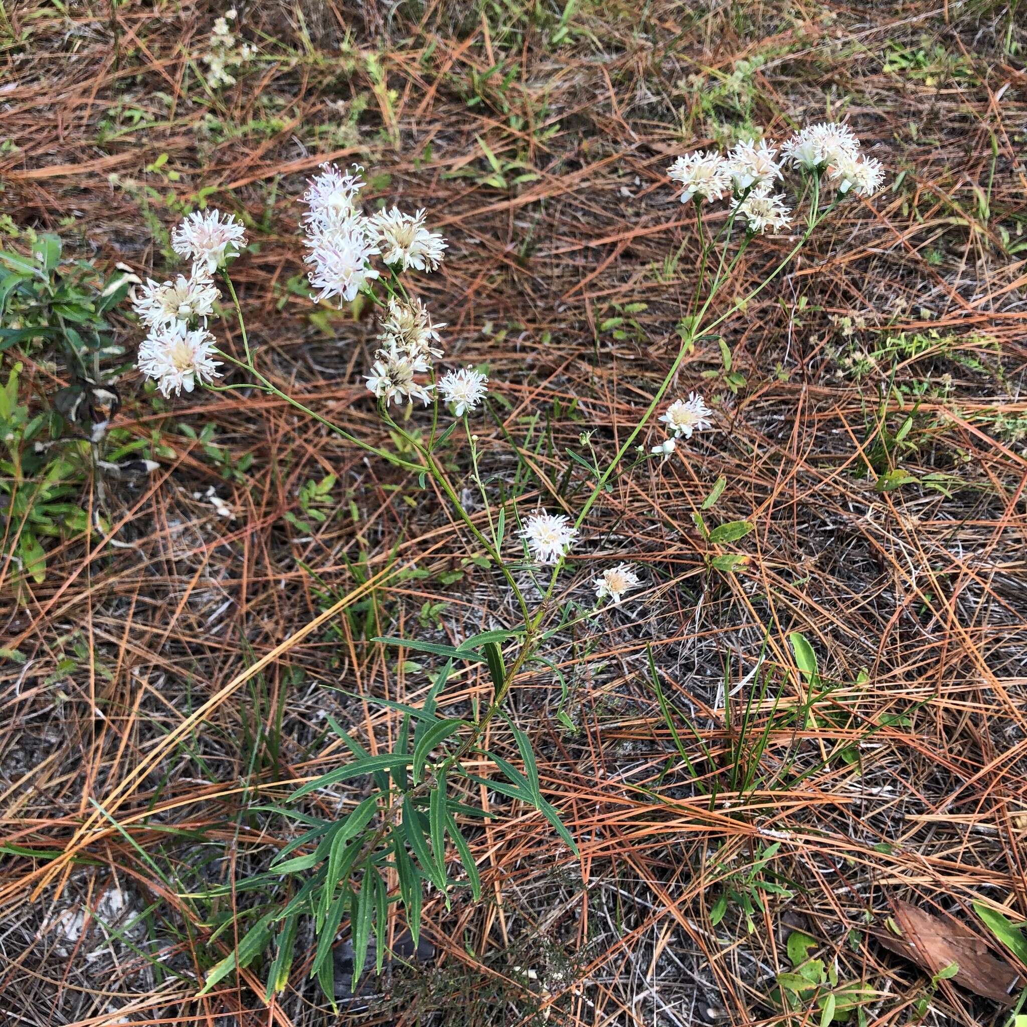 Image of coastal plain palafox