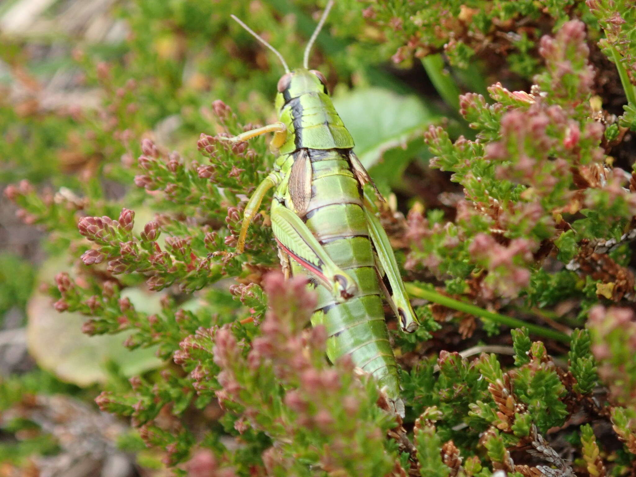 صورة Miramella (Kisella) carinthiaca (Obenberger 1926)