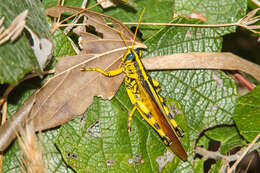Image of Spotted Bird Grasshopper