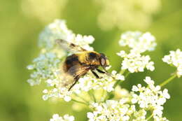 Volucella bombylans (Linnaeus 1758) resmi