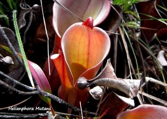 Image of Heliamphora nutans Benth.