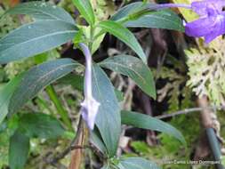 Image of Ruellia jussieuoides Schltdl.