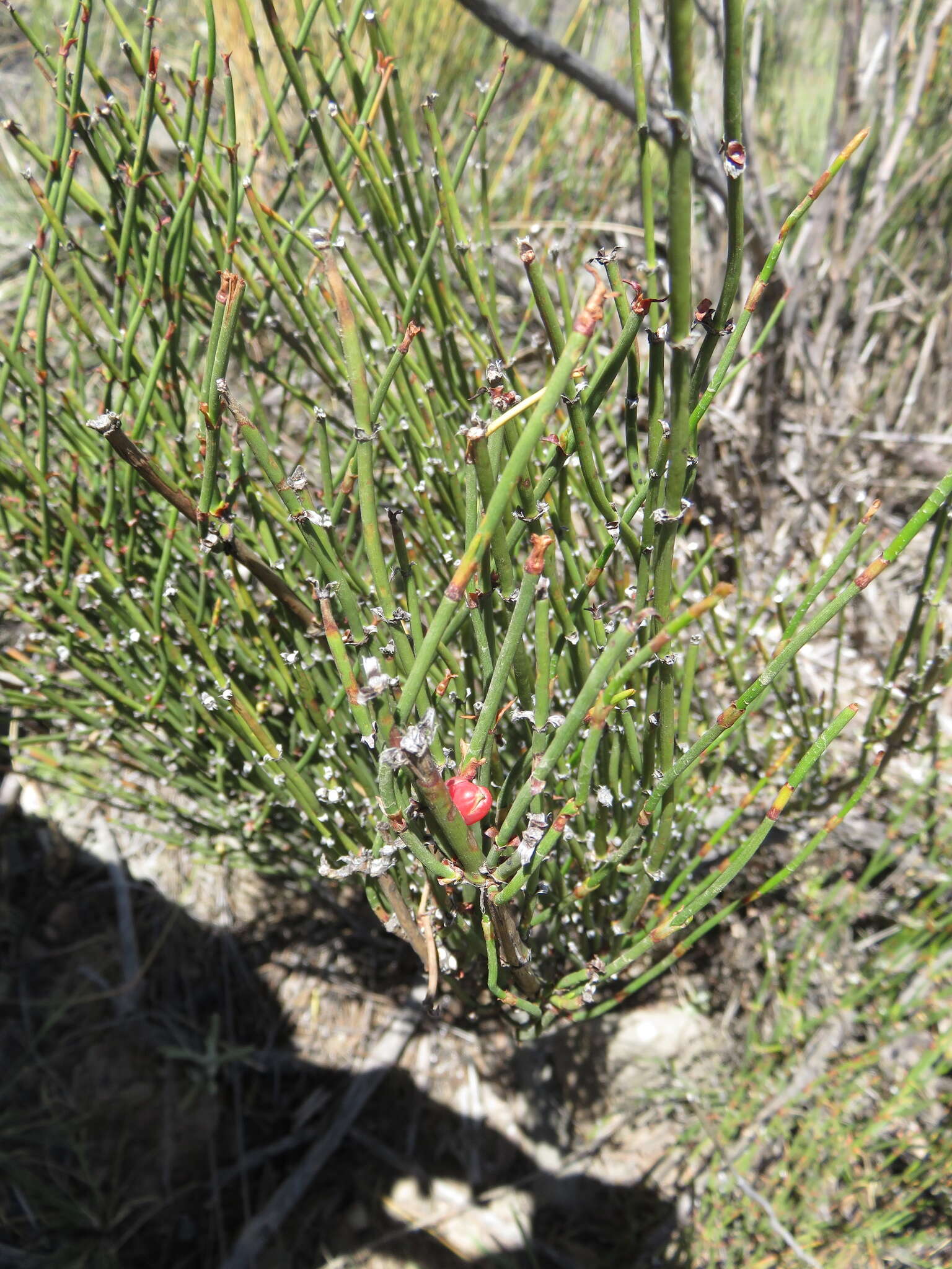 Image of Ephedra americana Humb. & Bonpl. ex Willd.