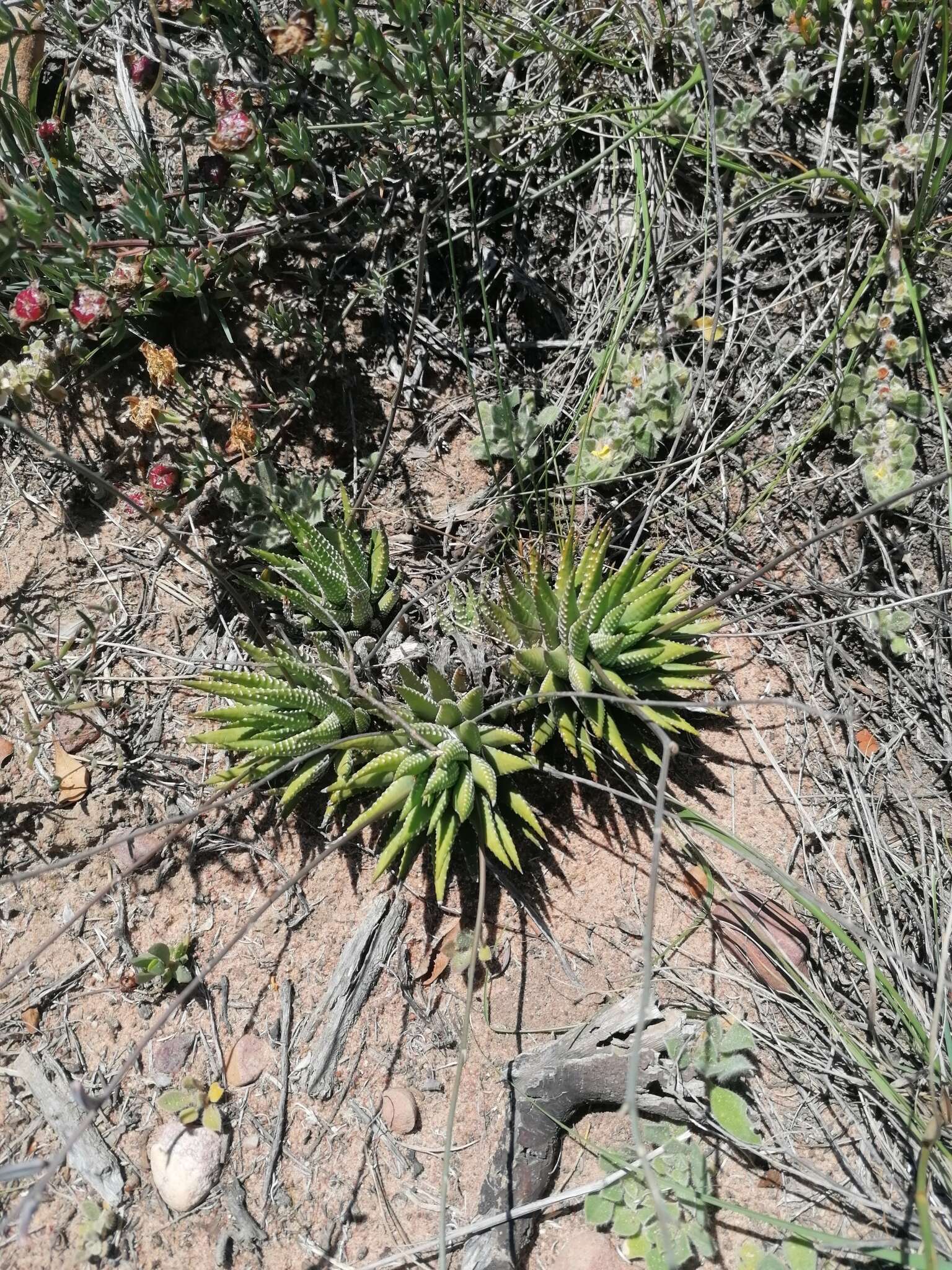 Image of Haworthiopsis fasciata (Willd.) G. D. Rowley