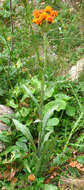 Image of Tephroseris integrifolia subsp. caucasigena (Schischk.) Greuter
