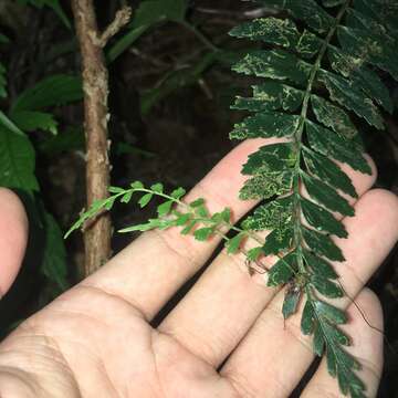 Image of Asplenium cuneatiforme Christ