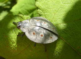 Image of Polybothris sparsuta (Laporte & Gory 1837)