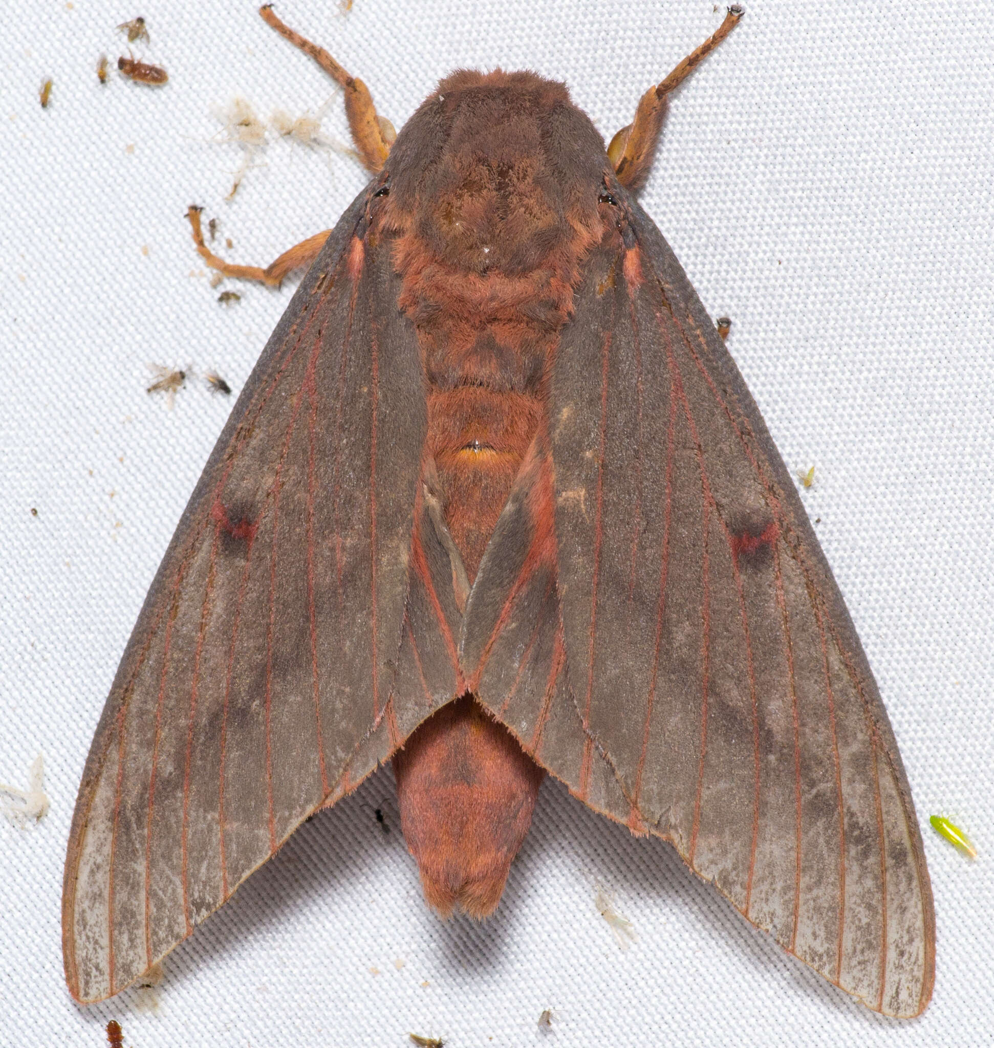 Image of Pine Devil Moth