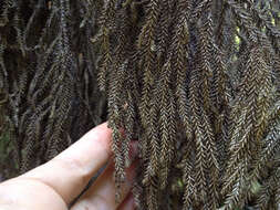 Image of Dacrydium