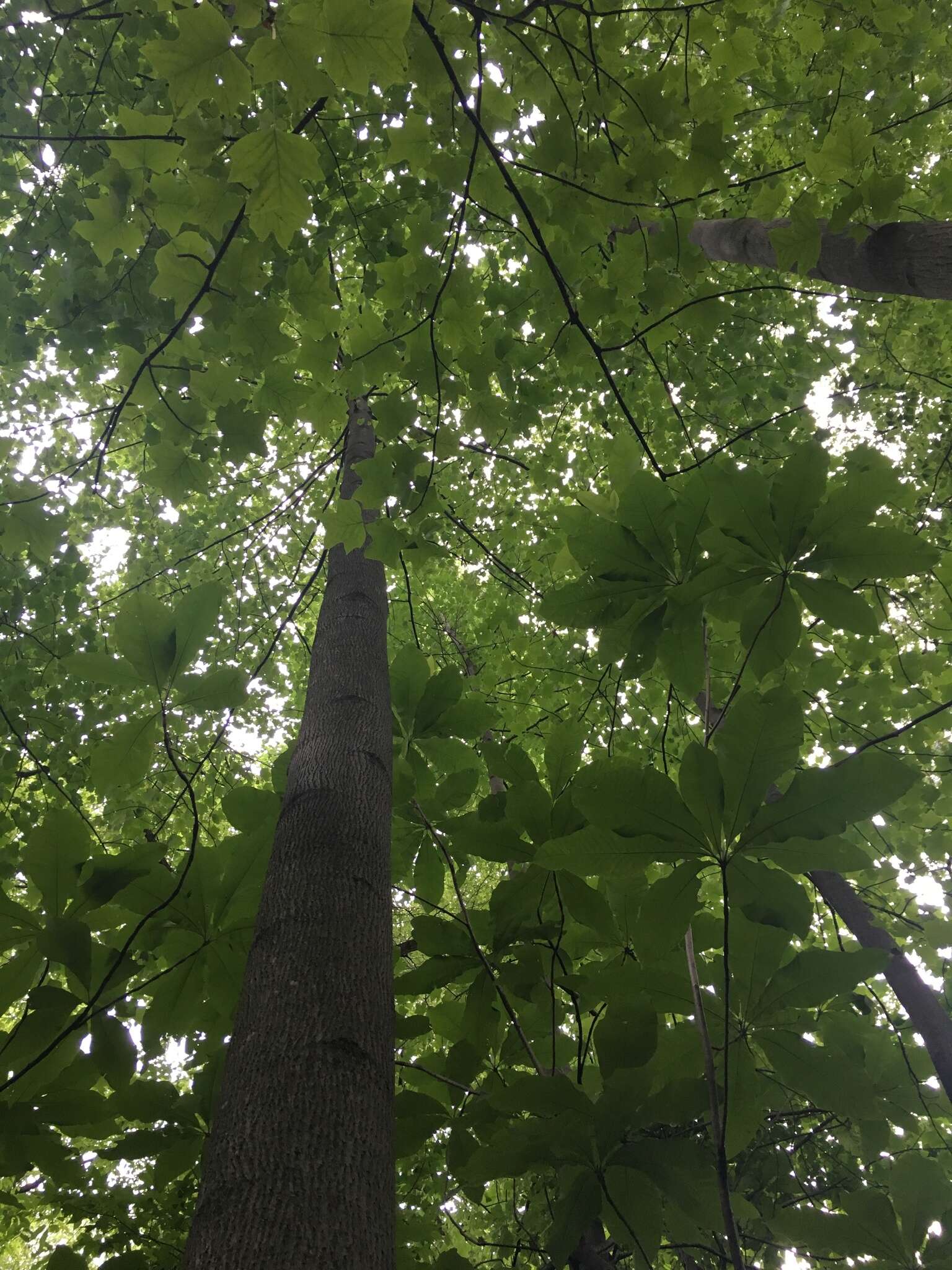 Image of Umbrella Magnolia