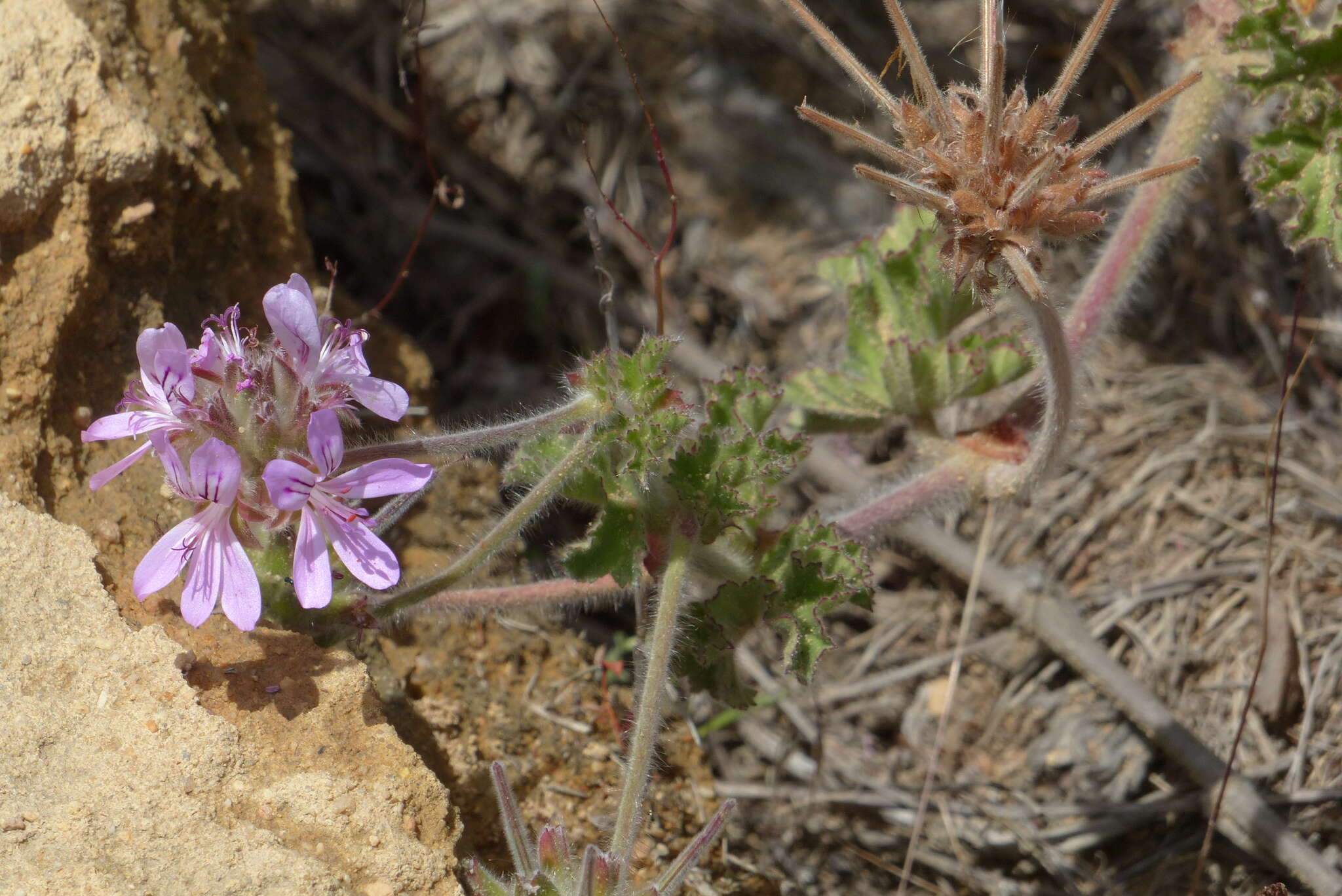 Image of rose scented geranium