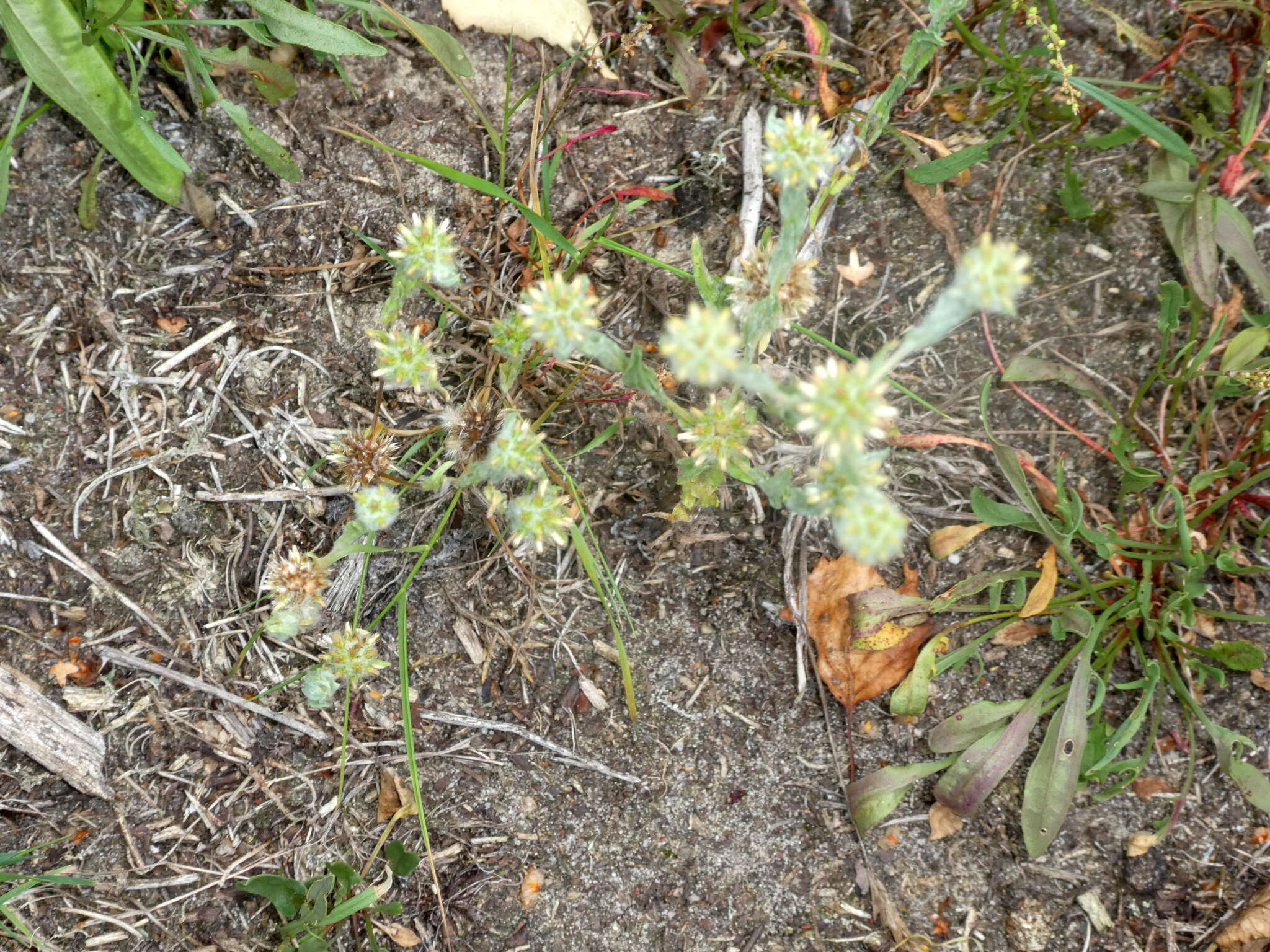 Image of common cottonrose