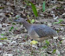 Image of Undulated Tinamou