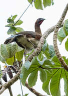 Image of Chestnut-winged Chachalaca