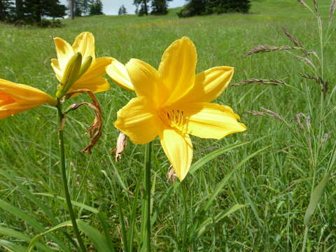 Image of Hemerocallis middendorffii var. esculenta (Koidz.) Ohwi