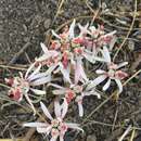 Image of sun spurge