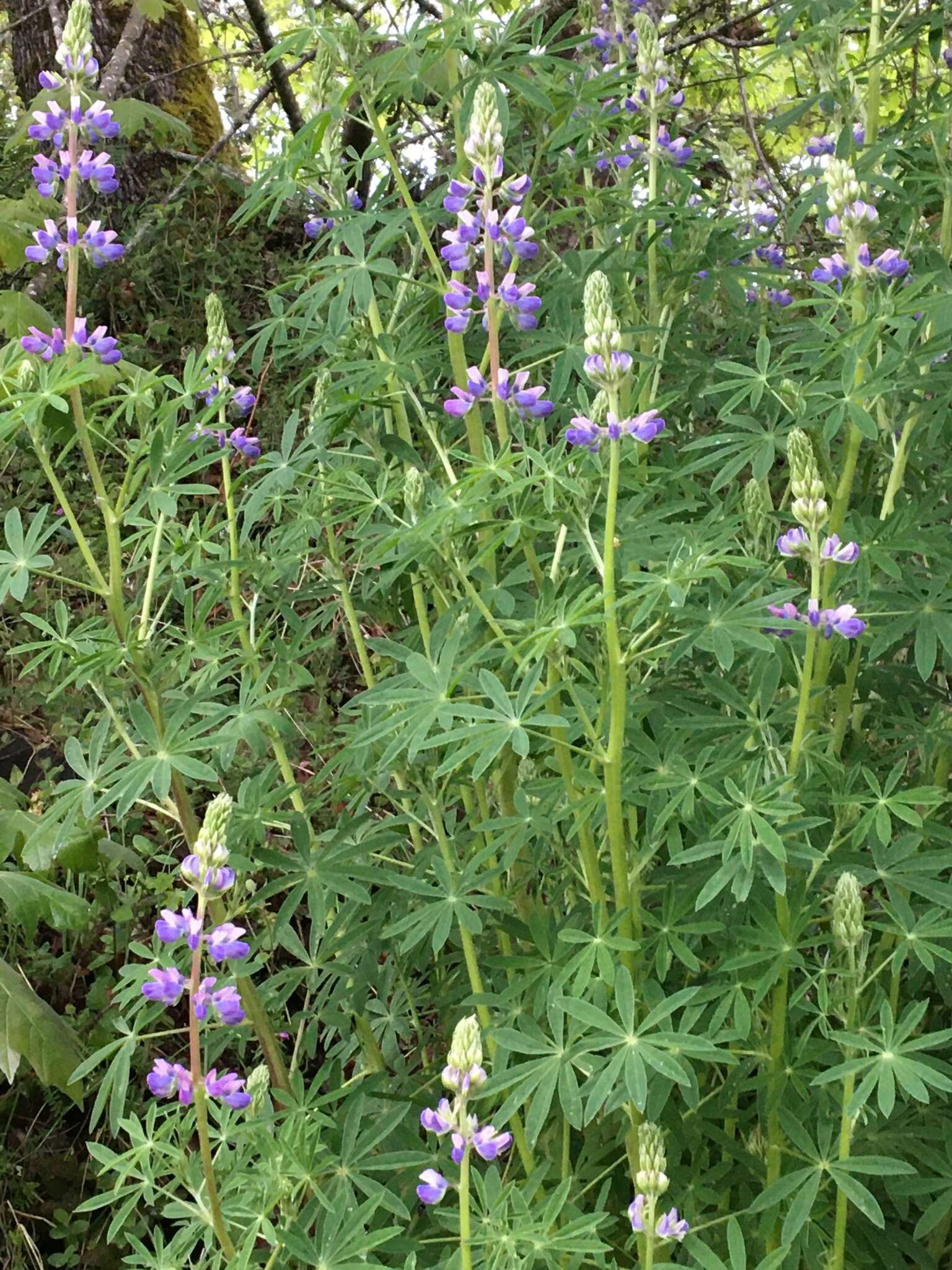 Image of Riverbank Lupine