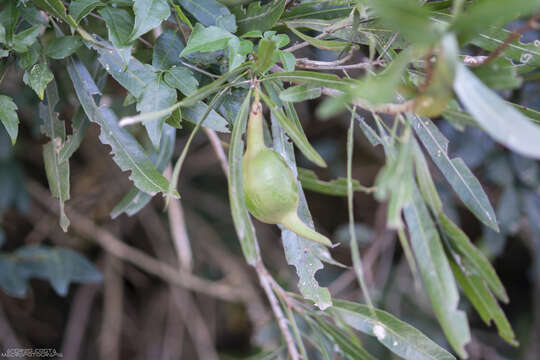 Image of Pouteria salicifolia (Spreng.) Radlk.