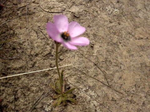 Image of Drosera cistiflora L.