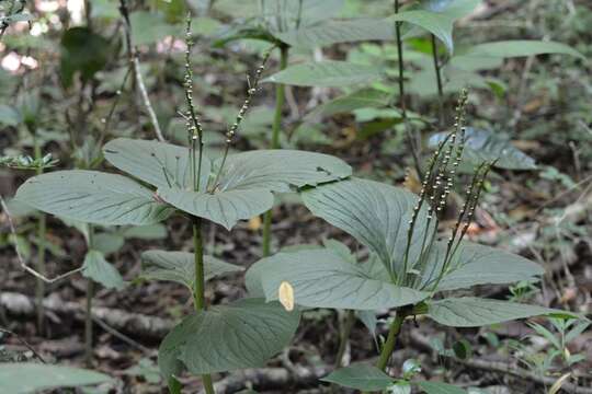 Imagem de Spigelia splendens H. Wendl. ex Hook.