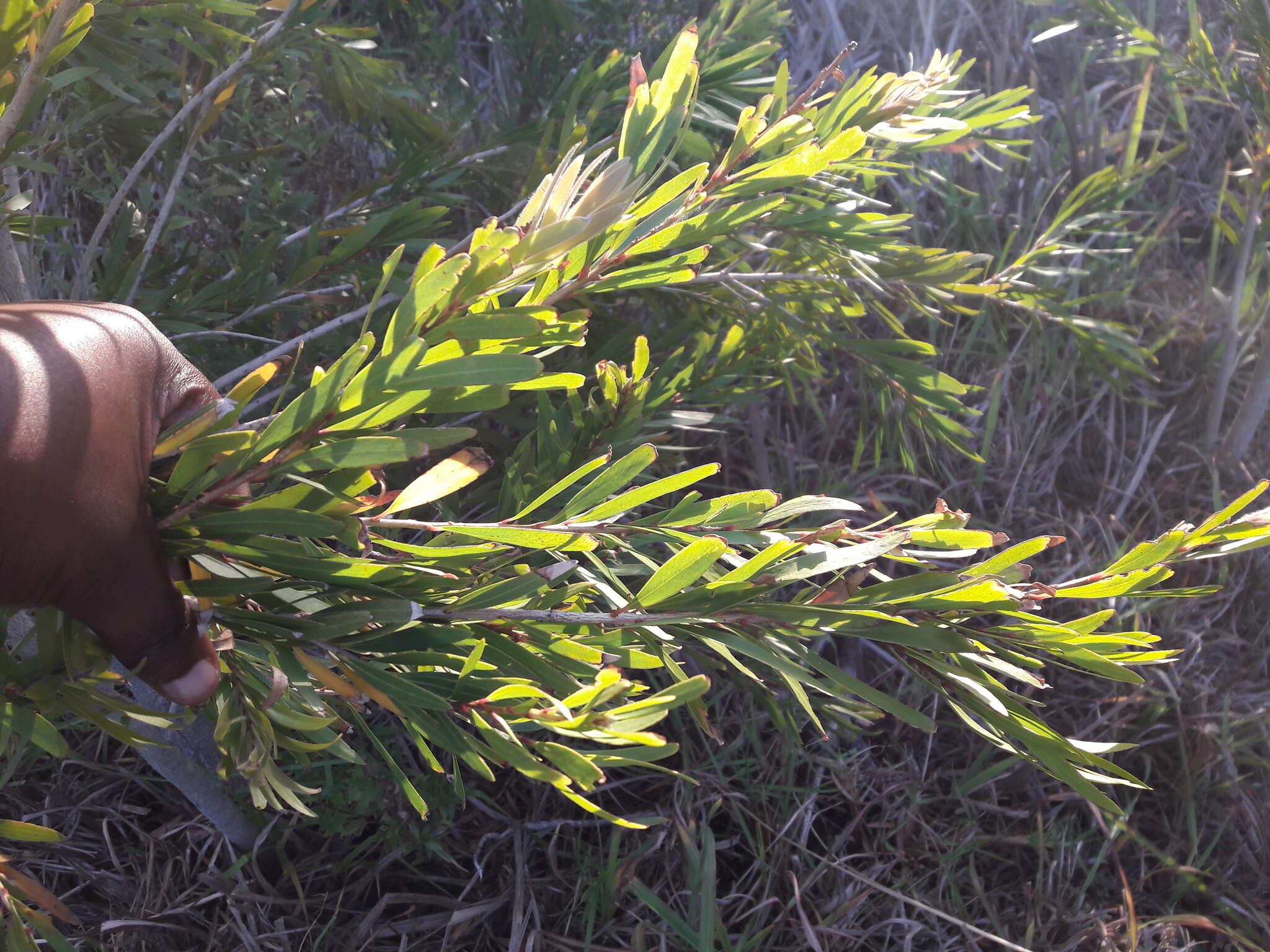 صورة Callistemon viminalis subsp. viminalis