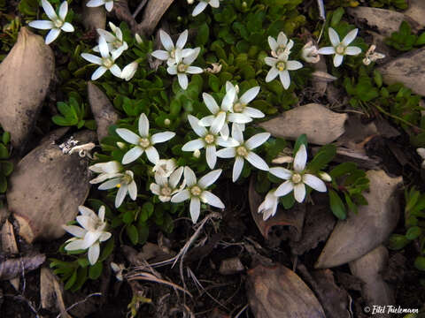 Image of Lysimachia alternifolia (Cav.)