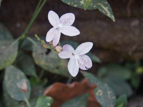 Image de Pseuderanthemum latifolium (Vahl) B. Hansen