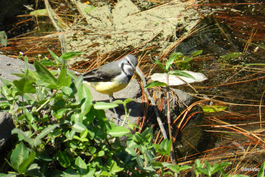 Image of Madagascan Wagtail