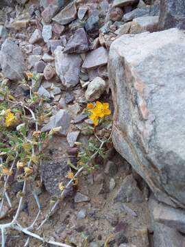 Image of Mentzelia parvifolia Urban & Gilg ex F. Kurtz