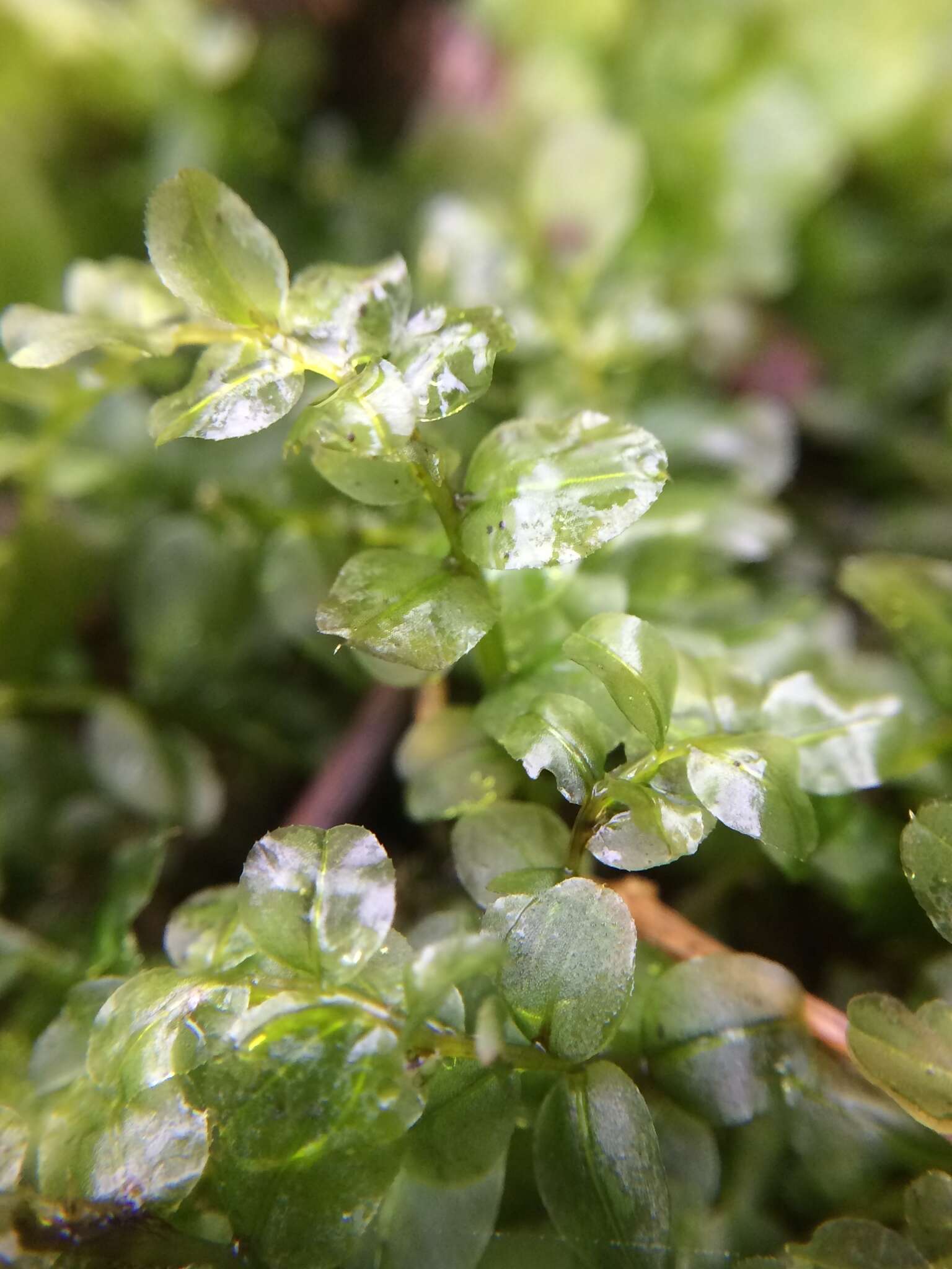 Image of many-fruited thyme-moss