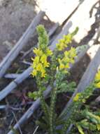 Image of Aspalathus ericifolia subsp. ericifolia