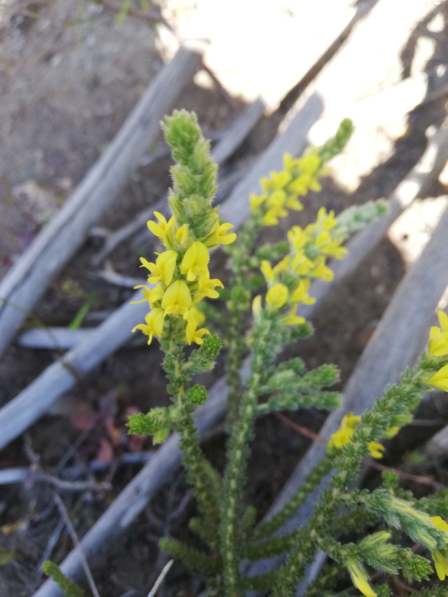 Plancia ëd Aspalathus ericifolia subsp. ericifolia