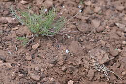 صورة Astragalus brandegeei (Rydb.) Porter