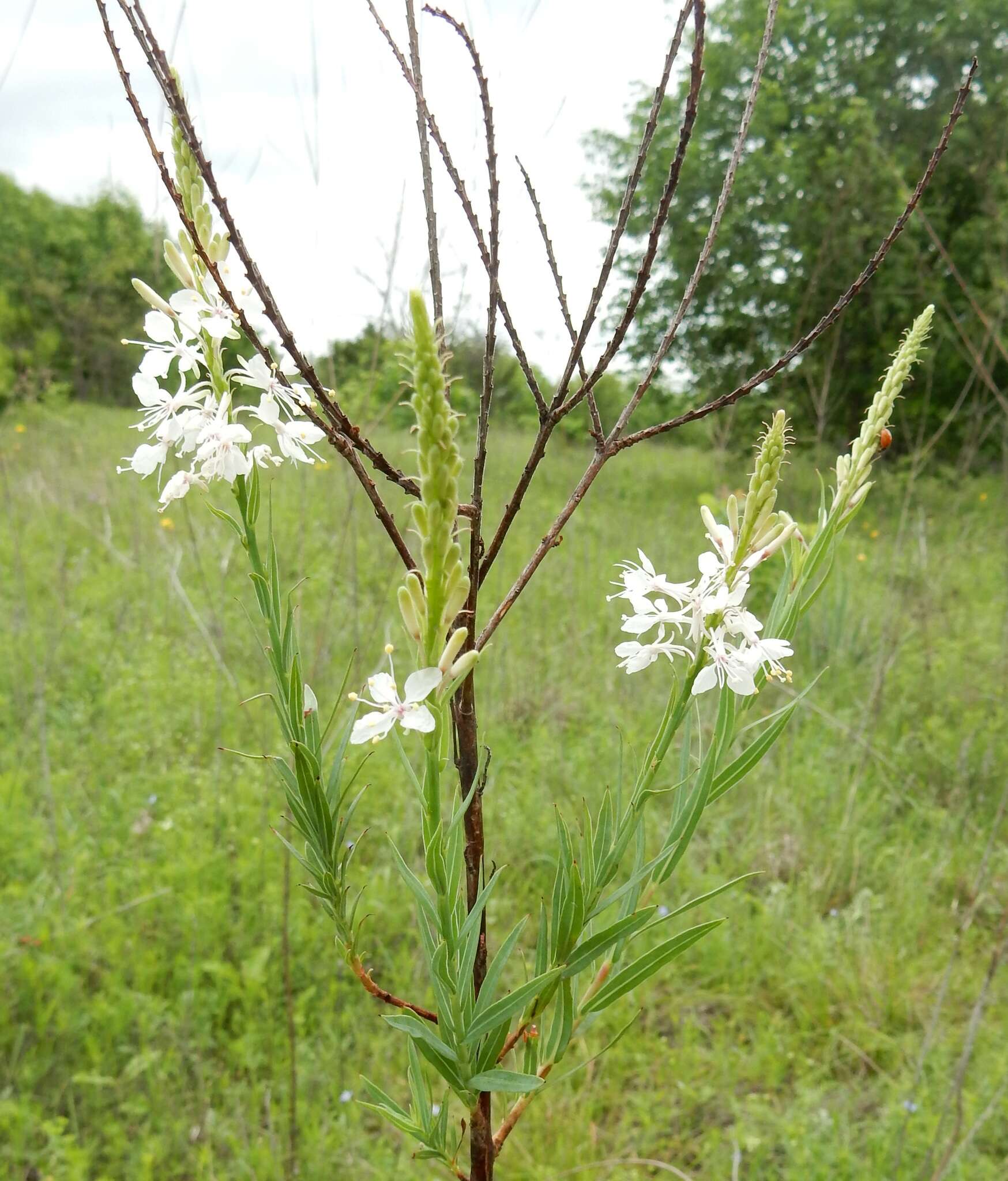 Image of false gaura