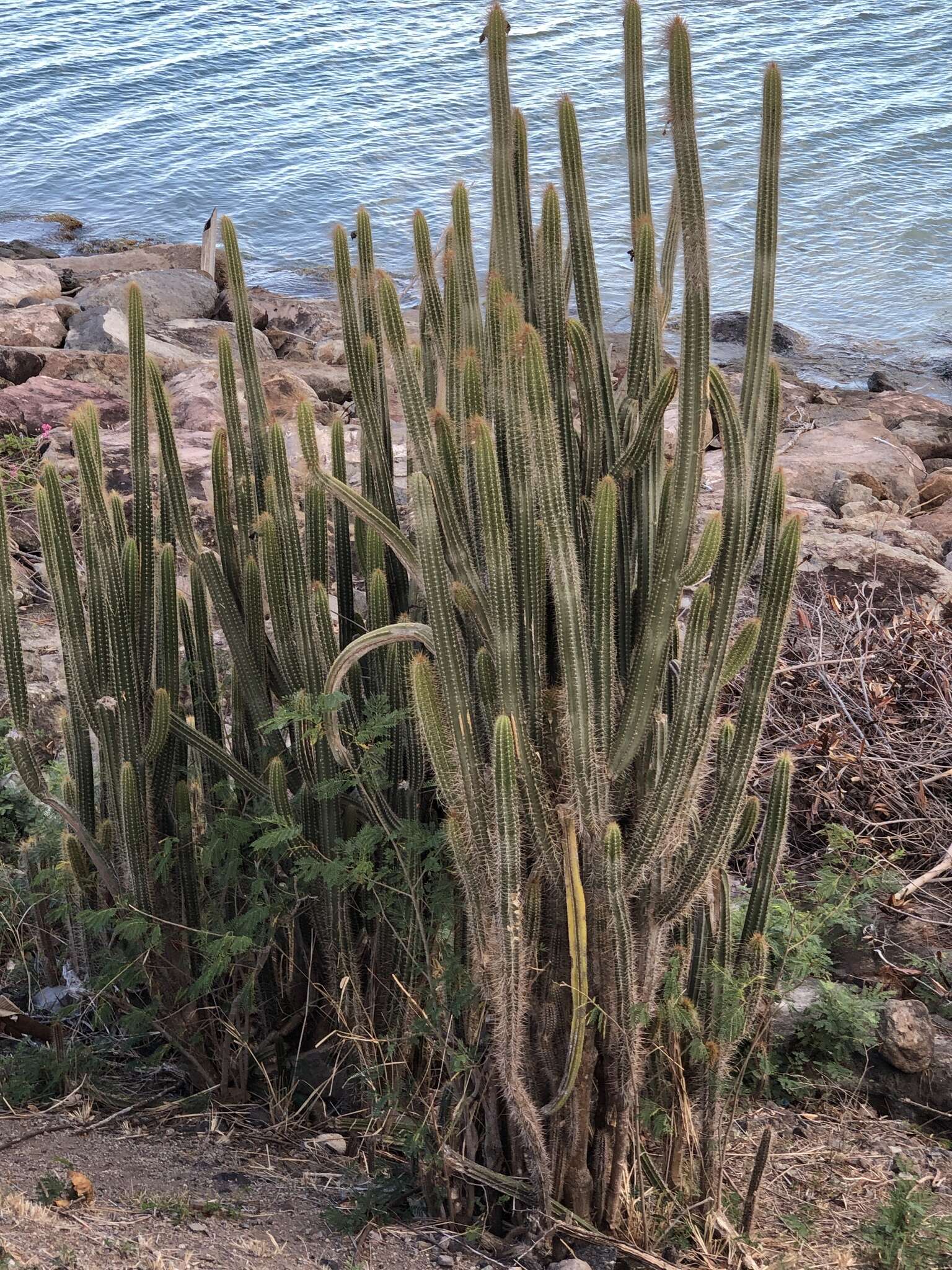 Image of Pilosocereus lanuginosus (L.) Byles & G. D. Rowley