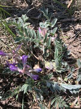 Image of Short's milkvetch