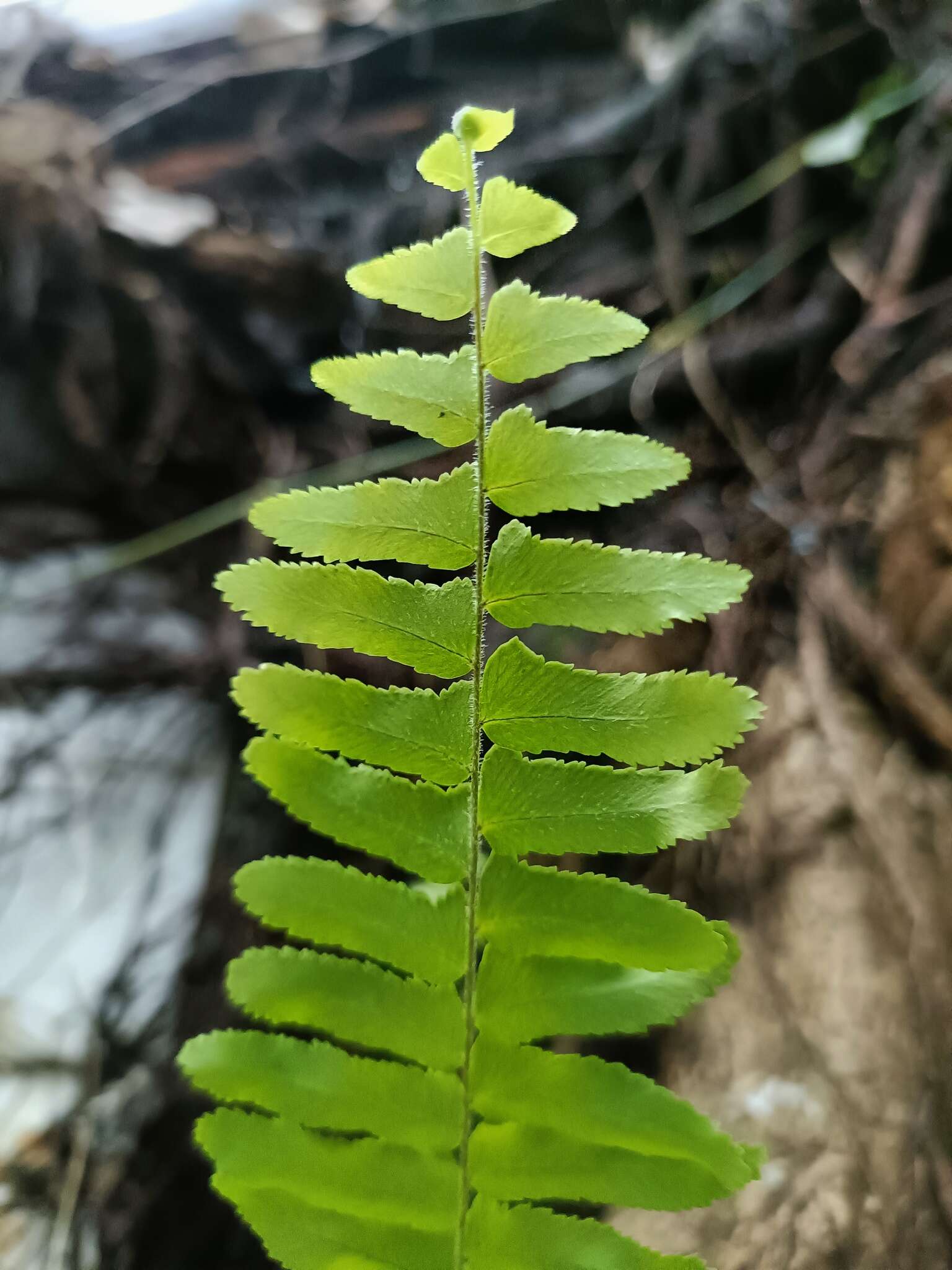 Imagem de Nephrolepis copelandii W. H. Wagner