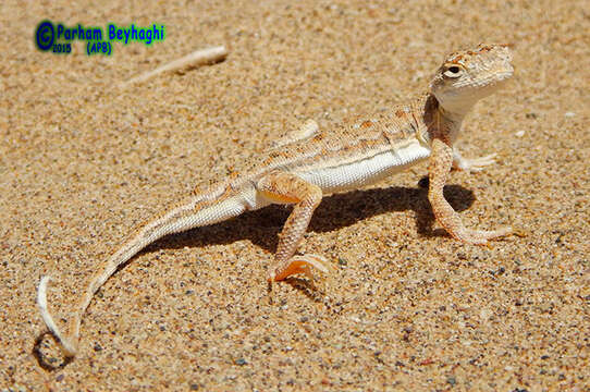 Image of Striped Toad Agama