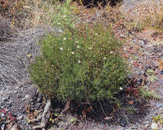 Image of Argyranthemum frutescens subsp. parviflorum (Pit. & Proust.) Humphr.