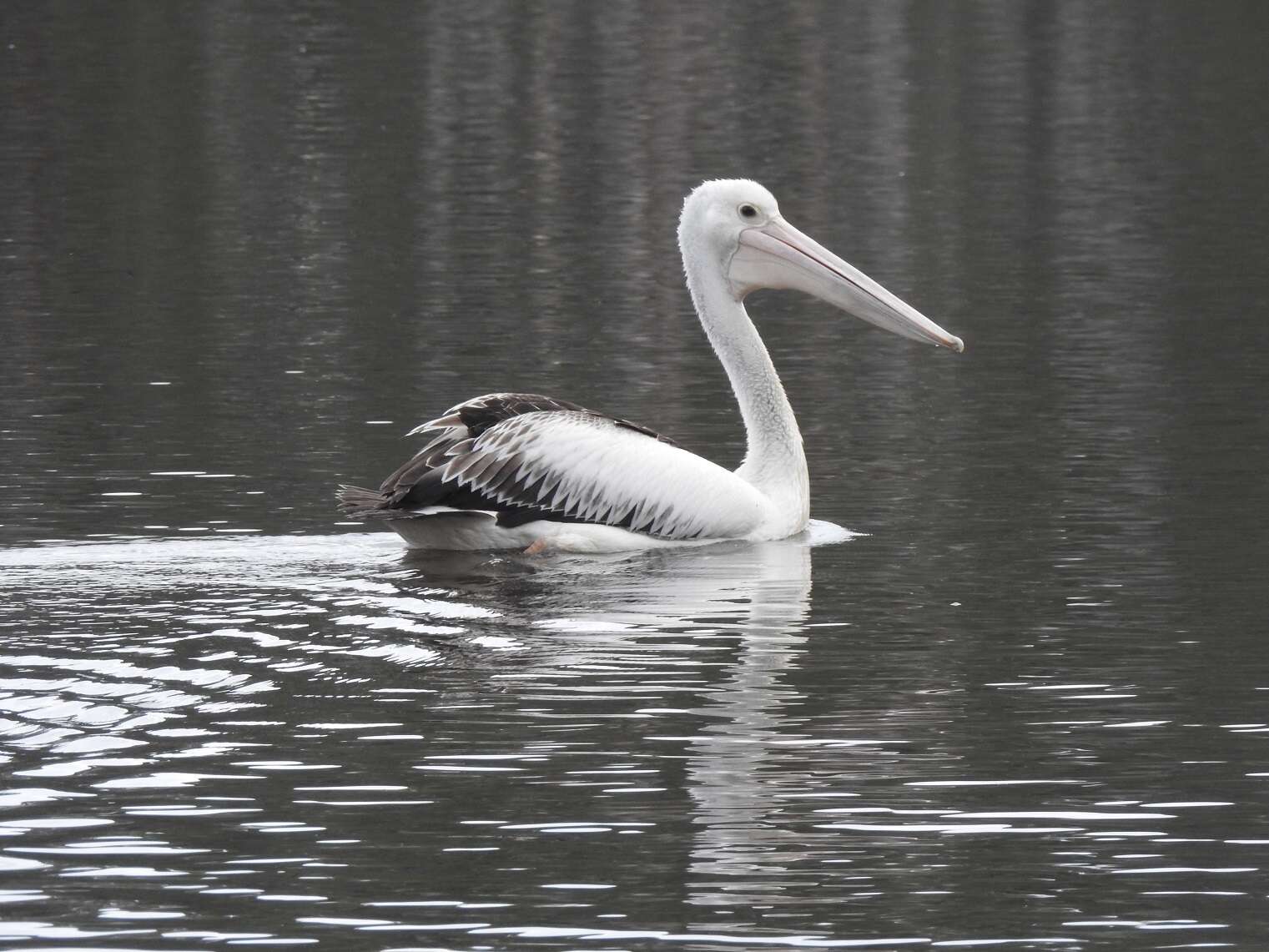 Image of Australian Pelican