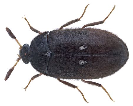 Image of Fur beetle