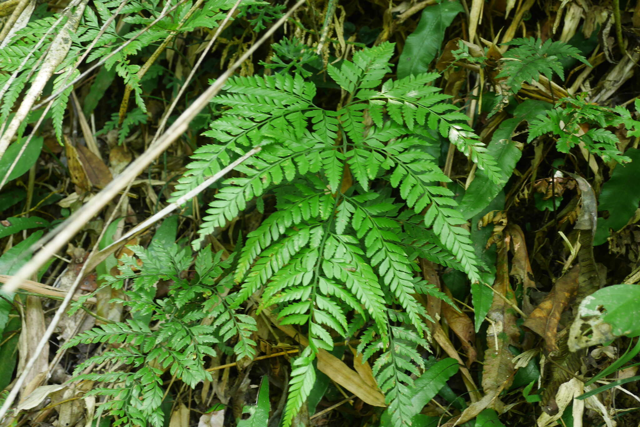 Image de Arachniodes pseudoaristata (Tag.) Ohwi