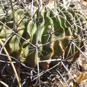 Image of Stenocactus crispatus (DC.) A. Berger